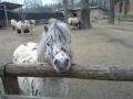 ZOO Liberec